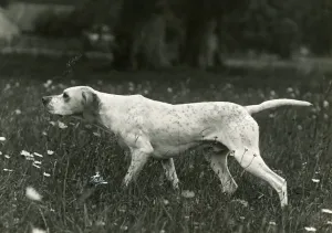 Pointer Prints: 1938 Print of Ginger the Pointer in a Meadow