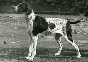 Pointer Prints: 1954 Print of a Pointer in Liver and White