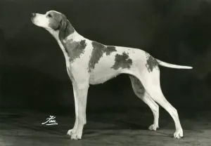 Prints of SHOW CHAMPION ST. ALDWYNS ELEGANCE OF TERRICK Owned by Mrs B. R. Stone. Date: 1977 Pointer Prints: 1977 Show Champion Pointer Print