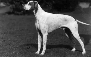 Fall Pointer Breed Prints: FALL / POINTER / 1928