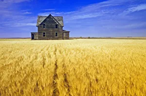 Abandoned Farmhouse In Wind-Blown Durum Wheat Field, Near Assiniboia, Saskatchewan Abandoned Farmhouse In Wind-Blown Durum Wheat Field, Near Assiniboia, Saskatchewan