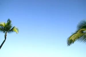 Abstract Perspective Of Coconut Palm Trees And Cloudless Blue Sky Abstract Perspective Of Coconut Palm Trees And Cloudless Blue Sky