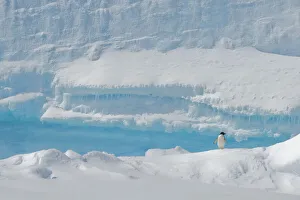 Adelie penguin standing on ice formation, Cierva Cove in Hughes Bay, Antarctic Peninsula, Antarctica Adelie penguin standing on ice formation, Cierva Cove in Hughes Bay, Antarctic Peninsula, Antarctica