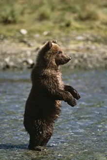 Adolescent Brown Bear Standing In River Sw Ak Summer Geographic Harbor Adolescent Brown Bear Standing In River Sw Ak Summer Geographic Harbor