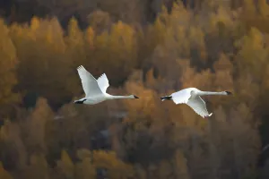 Two Adult Trumpeter Swans Fly Over Potter Marsh Near Anchorage, Southcentral Alaska, Autumn Two Adult Trumpeter Swans Fly Over Potter Marsh Near Anchorage, Southcentral Alaska, Autumn