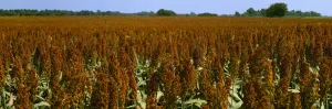 Agriculture - Crop of mid mature grain sorghum (milo), ready for harvest / Des Arc, Arkansas, USA Agriculture - Crop of mid mature grain sorghum (milo), ready for harvest / Des Arc, Arkansas, USA