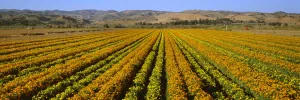 Agriculture - A Field Of Commercially Grown Marigold Flowers / Lompoc, California, Usa Agriculture - A Field Of Commercially Grown Marigold Flowers / Lompoc, California, Usa
