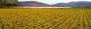Agriculture - A Field Of Commercially Grown Marigold Flowers With Vegetable Crops In The Background / Lompoc Agriculture - A Field Of Commercially Grown Marigold Flowers With Vegetable Crops In The Background / Lompoc