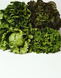 Agriculture - Heads of Romaine, red leaf, Iceberg and green leaf lettuce bunched together Agriculture - Heads of Romaine, red leaf, Iceberg and green leaf lettuce bunched together