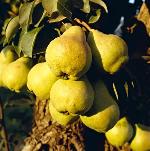 Agriculture - Mature Bartlett pears on the tree in late afternoon light / Brentwood Agriculture - Mature Bartlett pears on the tree in late afternoon light / Brentwood