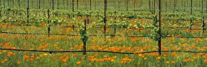 Agriculture - Wine grape vineyard in early Spring showing early foliage with poppies growing in the row middles / Santa Agriculture - Wine grape vineyard in early Spring showing early foliage with poppies growing in the row middles / Santa