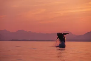 Alaska, Panhandle, Inside Passage, Humpback Whale Breaching At Sunset Alaska, Panhandle, Inside Passage, Humpback Whale Breaching At Sunset