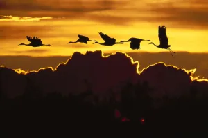 Alaska, Sandhill Crane (Grus Canadensis) Flying Above Clouds In Golden Sunset Sky Alaska, Sandhill Crane (Grus Canadensis) Flying Above Clouds In Golden Sunset Sky
