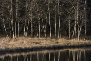 Alders Reflect In Water On A Winter Afternoon; Cathlamet, Washington, United States Of America Alders Reflect In Water On A Winter Afternoon; Cathlamet, Washington, United States Of America