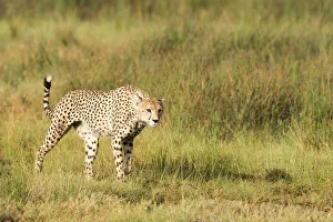 Alert Cheetah (Acinonyx Jubatus) Stalking Through Open Grassland Near Ndutu, Ngorongoro Alert Cheetah (Acinonyx Jubatus) Stalking Through Open Grassland Near Ndutu, Ngorongoro
