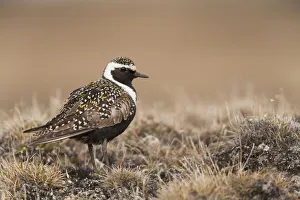 American Golden-Plover Stands On Tundra Of The Arctic Coastal Plain American Golden-Plover Stands On Tundra Of The Arctic Coastal Plain