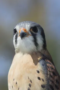American Kestrel In Breeding Plumage; Connecticut, USA American Kestrel In Breeding Plumage; Connecticut, USA