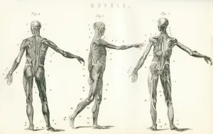 Anatomical Study Of Muscle In The Human Body. From The National Encyclopaedia, Published C.1890 Anatomical Study Of Muscle In The Human Body. From The National Encyclopaedia, Published C.1890