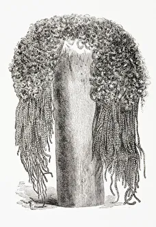 An Ancient Egyptian Wig. From El Mundo Ilustrado, Published Barcelona, 1880 An Ancient Egyptian Wig. From El Mundo Ilustrado, Published Barcelona, 1880