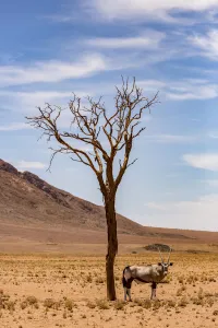 An antelope stands under a tree in the desert, Namibia An antelope stands under a tree in the desert, Namibia
