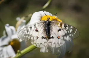 An Apollo Butterfly (Parnassius Apollo) Seeks Nectar From A Daisy; Astoria, Oregon, United States Of America An Apollo Butterfly (Parnassius Apollo) Seeks Nectar From A Daisy; Astoria, Oregon, United States Of America