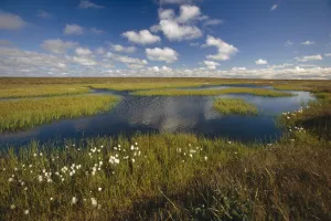Arctic Tundra & Cotton Grass Summer Scenic North Slope Alaska Arctic Tundra & Cotton Grass Summer Scenic North Slope Alaska
