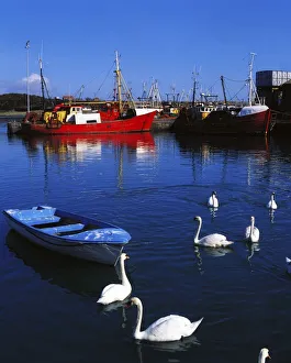 Ardglass, Co Down, Ireland; Swans Near Fishing Boats Ardglass, Co Down, Ireland; Swans Near Fishing Boats