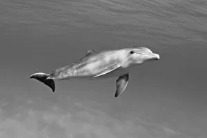 Atlantic Bottlenose Dolphin (Tursiops Truncatus) In Clear Ocean Water Atlantic Bottlenose Dolphin (Tursiops Truncatus) In Clear Ocean Water