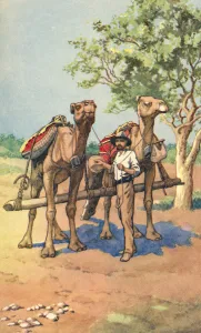 An Australian gold prospector with camels. The use of camels was typical of the men that travelled across vast areas in An Australian gold prospector with camels. The use of camels was typical of the men that travelled across vast areas in