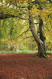 Autumn Woods With Leaves On The Ground, Northumberland, England Autumn Woods With Leaves On The Ground, Northumberland, England