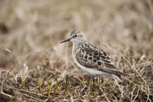 Baird's Sandpiper Stands On Tundra Of The Arctic Coastal Plain, National Petroleum Reserve, Arctic Alaska, Spring Baird's Sandpiper Stands On Tundra Of The Arctic Coastal Plain, National Petroleum Reserve, Arctic Alaska, Spring