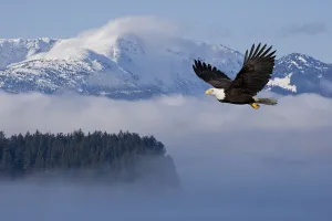 Bald Eagle In Flight Over The Inside Passage With Tongass National Forest In The Bald Eagle In Flight Over The Inside Passage With Tongass National Forest In The