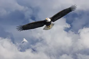 Bald Eagle In Flight Tongass National Forest Inside Passage Southeast Alaska Summer Bald Eagle In Flight Tongass National Forest Inside Passage Southeast Alaska Summer