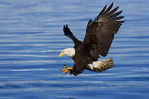 Images Dated 15th April 2005: Bald Eagle Preparing To Grab Fish Out Of Water Inside Passage Alaska Southeast Spring