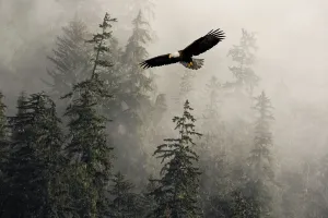 Bald Eagle Soaring In Flight Through Misty Tongass Nat Forest Se Alaska Summer Composite Bald Eagle Soaring In Flight Through Misty Tongass Nat Forest Se Alaska Summer Composite