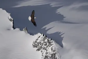 Bald Eagle Soaring Above The Mountain Peaks Of The Juneau Ice Field Bald Eagle Soaring Above The Mountain Peaks Of The Juneau Ice Field