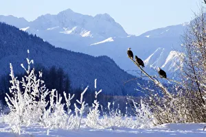 Bald Eagles Perched In Tree W/Takhinsha Mountains Chilkat Bald Eagle Preserve Southeast Bald Eagles Perched In Tree W/Takhinsha Mountains Chilkat Bald Eagle Preserve Southeast