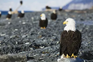 Bald Eagles Standing On The Shore Of Kachemak Bay On The Homer Spit, Kenai Peninsula Bald Eagles Standing On The Shore Of Kachemak Bay On The Homer Spit, Kenai Peninsula