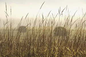Bales Of Hay In A Field In The Fog; Thunder Bay, Ontario, Canada Bales Of Hay In A Field In The Fog; Thunder Bay, Ontario, Canada