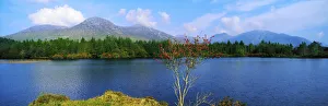 Ballynahinch Lake, Connemara, Co Galway, Ireland; Tree By A Lake Ballynahinch Lake, Connemara, Co Galway, Ireland; Tree By A Lake