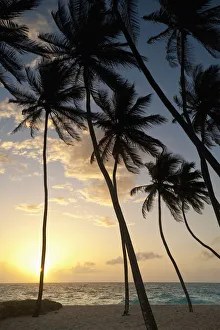 Barbados, Silhouette of palm trees at dawn; Bottom Bay Barbados, Silhouette of palm trees at dawn; Bottom Bay
