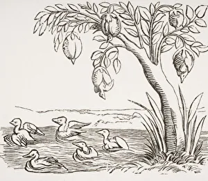 Barnacle Geese. 19Th Century Copy Of Woodcut In Cosmographie Universelle Dated 1552 Illustrating Legend That These Barnacle Geese. 19Th Century Copy Of Woodcut In Cosmographie Universelle Dated 1552 Illustrating Legend That These
