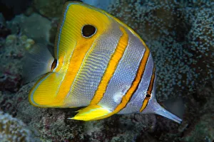 The Beaked Butterflyfish, Chelmon Rostratus, Also Known As Copper-Banded Butterflyfish The Beaked Butterflyfish, Chelmon Rostratus, Also Known As Copper-Banded Butterflyfish