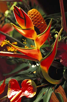 Beautiful Tropical Bouquet Flower Arrangement With Heliconia And Ginger Beautiful Tropical Bouquet Flower Arrangement With Heliconia And Ginger