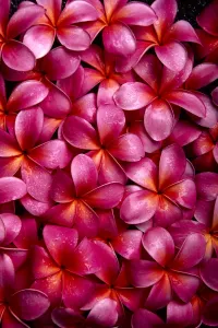 Bed Of Dark Pink Plumeria Blossoms, Overlapping A23A Bed Of Dark Pink Plumeria Blossoms, Overlapping A23A