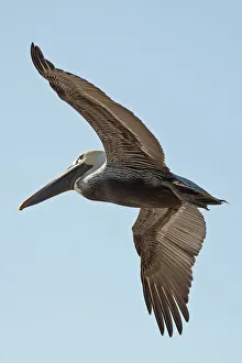 A bird in flight; Gulf shores alabama united states of america A bird in flight; Gulf shores alabama united states of america