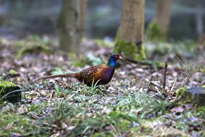 A Bird Sits On The Forest Floor; Northumberland England A Bird Sits On The Forest Floor; Northumberland England