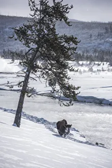 Bison walking along the Firehole River in winter, Yellowstone National Park, USA Bison walking along the Firehole River in winter, Yellowstone National Park, USA