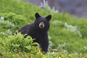 Black Bear Standing In Alpine Vegetation, Harding Icefield Trail, Kenai Fjords National Park, Near Seward Black Bear Standing In Alpine Vegetation, Harding Icefield Trail, Kenai Fjords National Park, Near Seward
