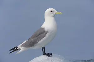 Black-Legged Kittiwake Standing On An Iceberg, Columbia Bay, Prince William Sound Black-Legged Kittiwake Standing On An Iceberg, Columbia Bay, Prince William Sound